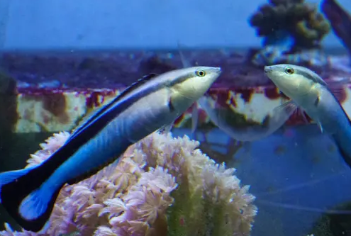 科学家们发现一些鱼可以用镜子“认出自己” 中国风格网,stylechina.com